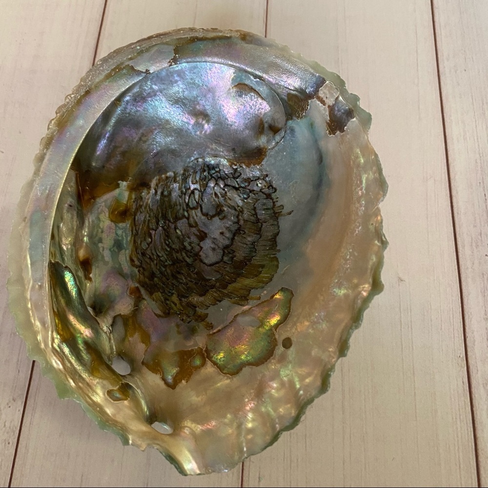 Vintage Abalone Sea Shell - Picture 2 of 9